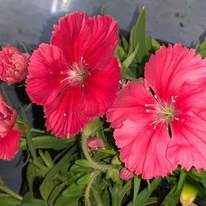 Meet your Posher, Donna